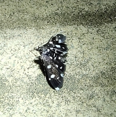 Bocchoris inspersalis