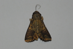 Condica cupentia