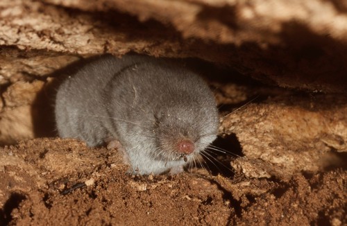 Cryptotis mayensis