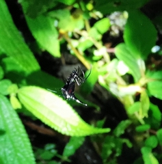 Micrathena pilaton