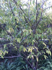 Chimonanthus praecox