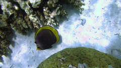 Chaetodon flavirostris