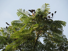 Schizolobium parahyba