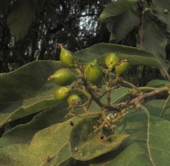 Ehretia latifolia