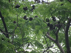 Enterolobium cyclocarpum