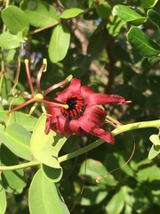 Passiflora cupraea