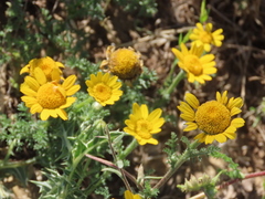Anacyclus radiatus