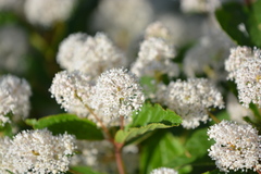 Ceanothus americanus
