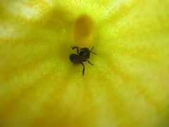 Augochlora nigrocyanea