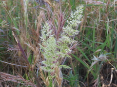 Trisetaria panicea