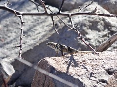 Sceloporus hunsakeri