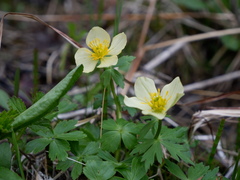Trollius laxus laxus