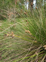 Juncus gregiflorus