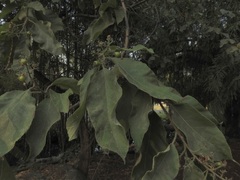 Ehretia latifolia