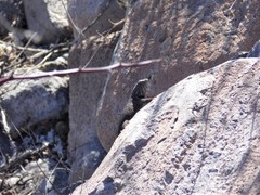 Sceloporus hunsakeri