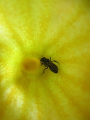 Augochlora nigrocyanea