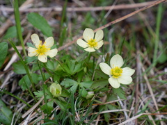 Trollius laxus laxus