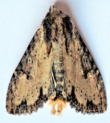 Apamea vultuosa