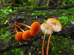 Marasmius sullivantii