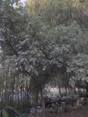 Ehretia latifolia