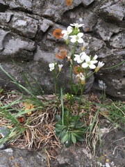 Arabis nuttallii