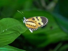 Heliconius ethilla