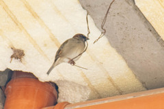 Passer domesticus