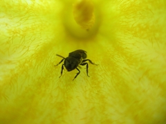 Augochlora nigrocyanea