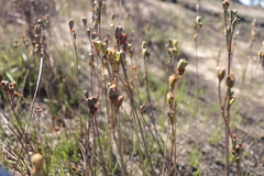 Tulbaghia alliacea