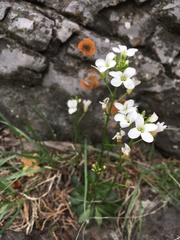 Arabis nuttallii