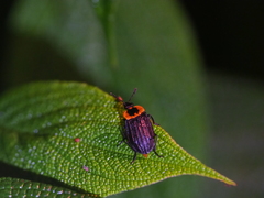 Oxelytrum discicolle