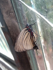 Atlides polybe
