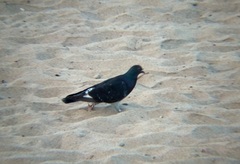 Columba livia