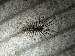 Thereuonema tuberculata