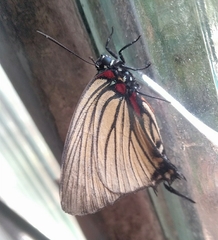 Atlides polybe