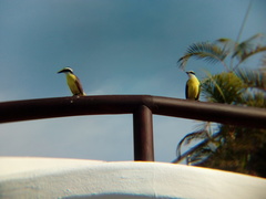 Pitangus sulphuratus