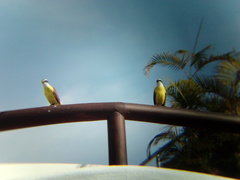 Pitangus sulphuratus