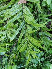 Blechnum minus