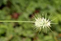 Echinopogon