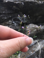 Boechera microphylla