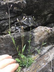 Boechera microphylla