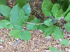 Actinidia arguta