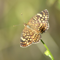 Phystis simois variegata