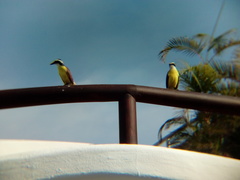 Pitangus sulphuratus