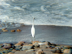 Egretta thula