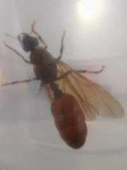Carebara