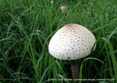Macrolepiota colombiana