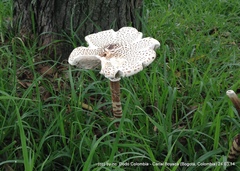 Macrolepiota colombiana
