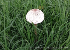 Macrolepiota colombiana