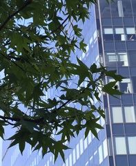 Liquidambar styraciflua